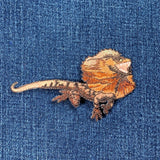 Lizard with frilled neck on a blue denim background