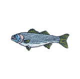 striped bass fish patch on a white background