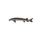 embroidered sturgeon fish patch on a white background