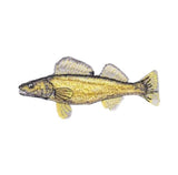 A patch of a small yellow walleye fish, shown against a solid white background.